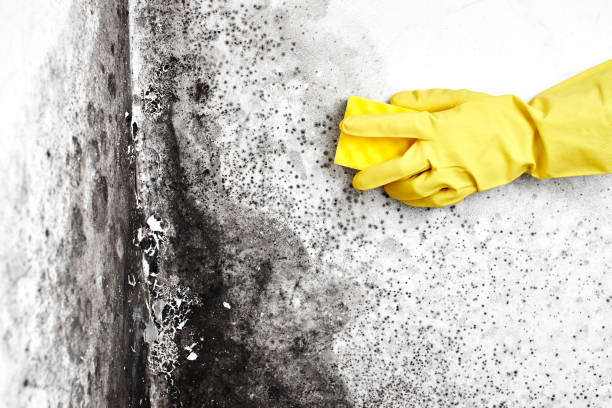 Mold Removal Process in Walterboro, SC