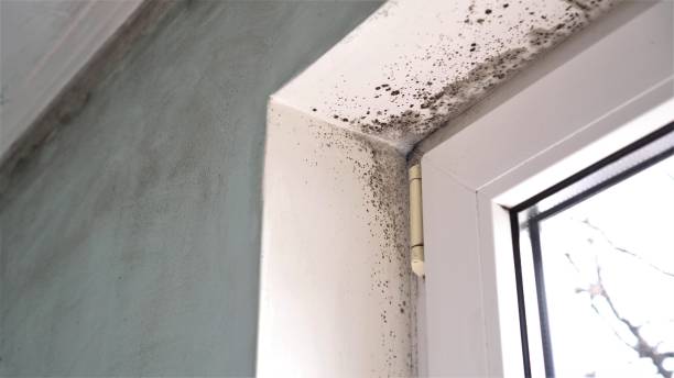 Best Attic Mold Removal  in Walterboro, SC