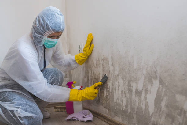 Best Mold Removal Process  in Walterboro, SC