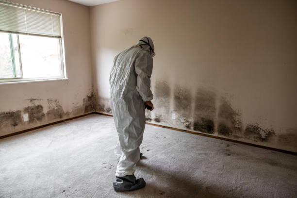 Best Mold Remediation Experts  in Walterboro, SC