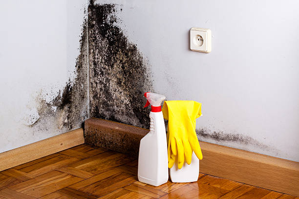 Best Residential Mold Removal  in Walterboro, SC